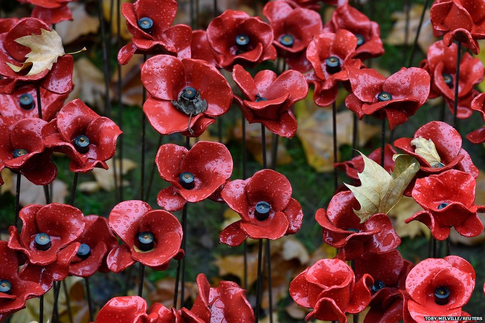 poppies9.jpg