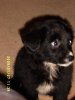 sooty 8 wks 002.jpg
