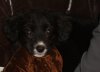 sooty 12 wks 011.jpg