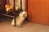 Pets008.jpg