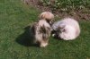 Pets011.jpg