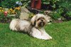 Pets014.jpg