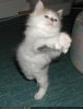 Do the hokey cokey.jpg