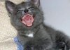 Cheshire Cat, don't make me laff..jpg