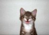 Oh! father that is funny, he cals me Chico.jpg
